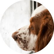 image allégation #1 supplément sérénité + focus mesbiscuitsmaison.ca