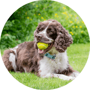 image allégation #3 supplément sérénité + focus mesbiscuitsmaison.ca