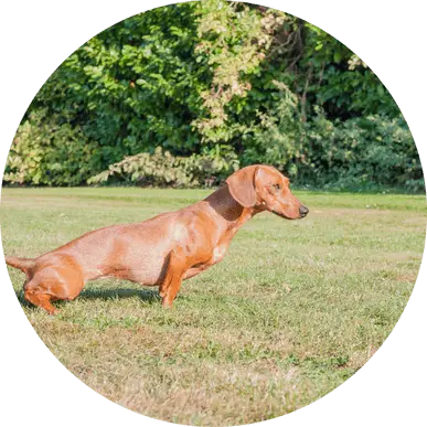 Apprentissage de la propreté à votre chien: Nos meilleurs conseils