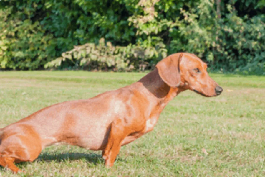 Comment mettre un chien propre : guide simple pour réussir l’apprentissage de la propreté