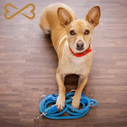 Gâteries Entraînement canin