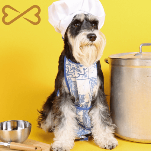 blog 5 - gastronomie durable pour chiens