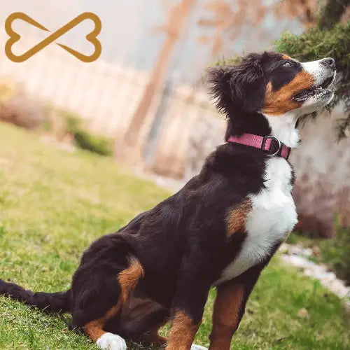 Renforcement positif : Une méthode efficace pour éduquer votre chien