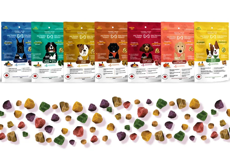 Supplément chien : guide complet pour comprendre leur rôle et bien les choisir