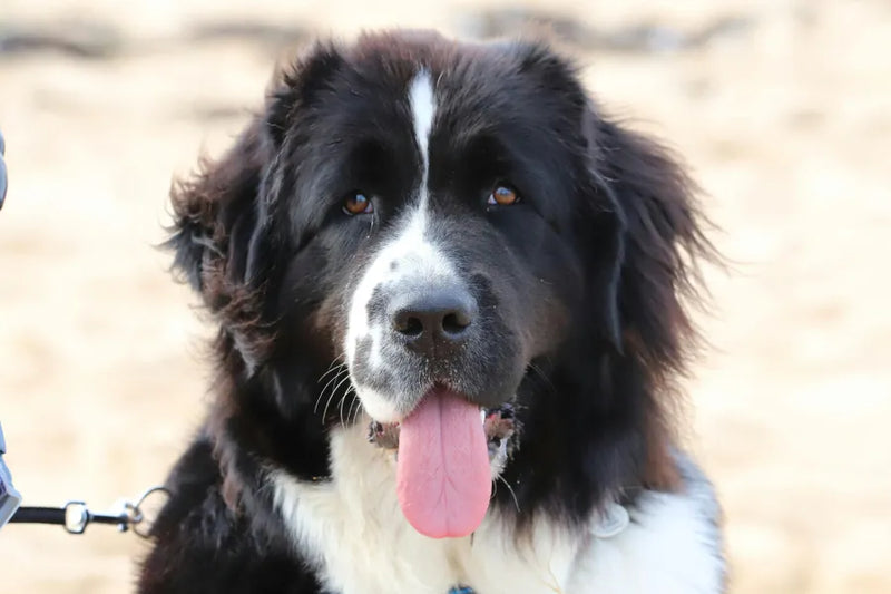 Chien Terre-Neuve : caractère, santé, entretien et vie de famille