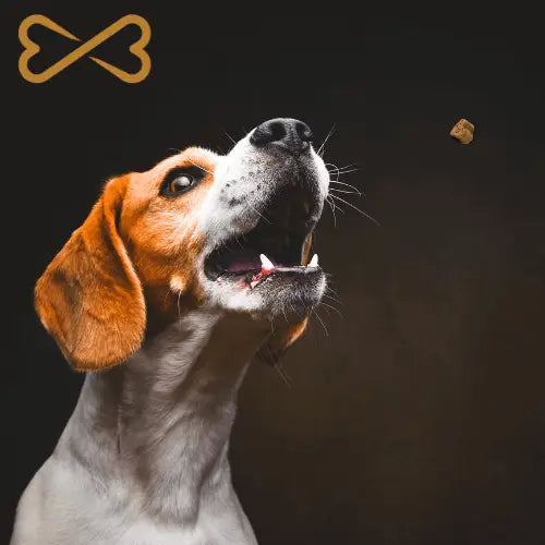 Gâteries hypoallergéniques pour chiens