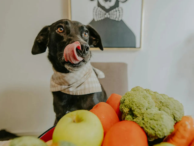 Nutrition canine