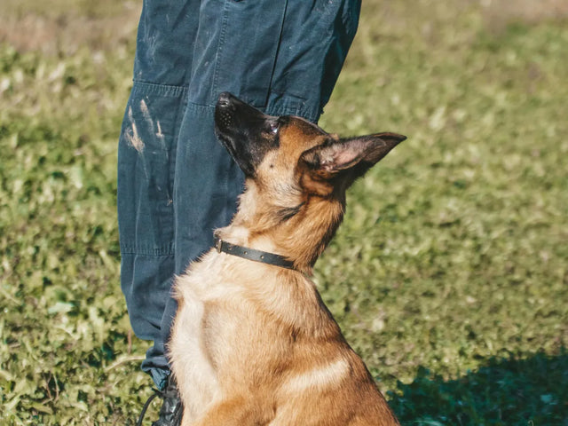 Éducation canine