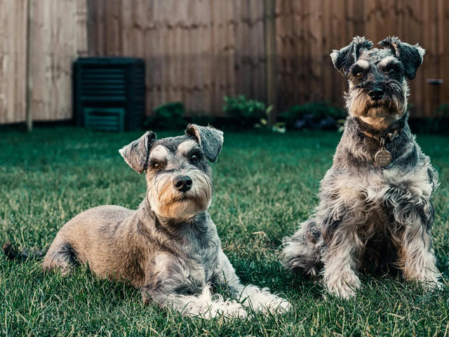 Blog chiens