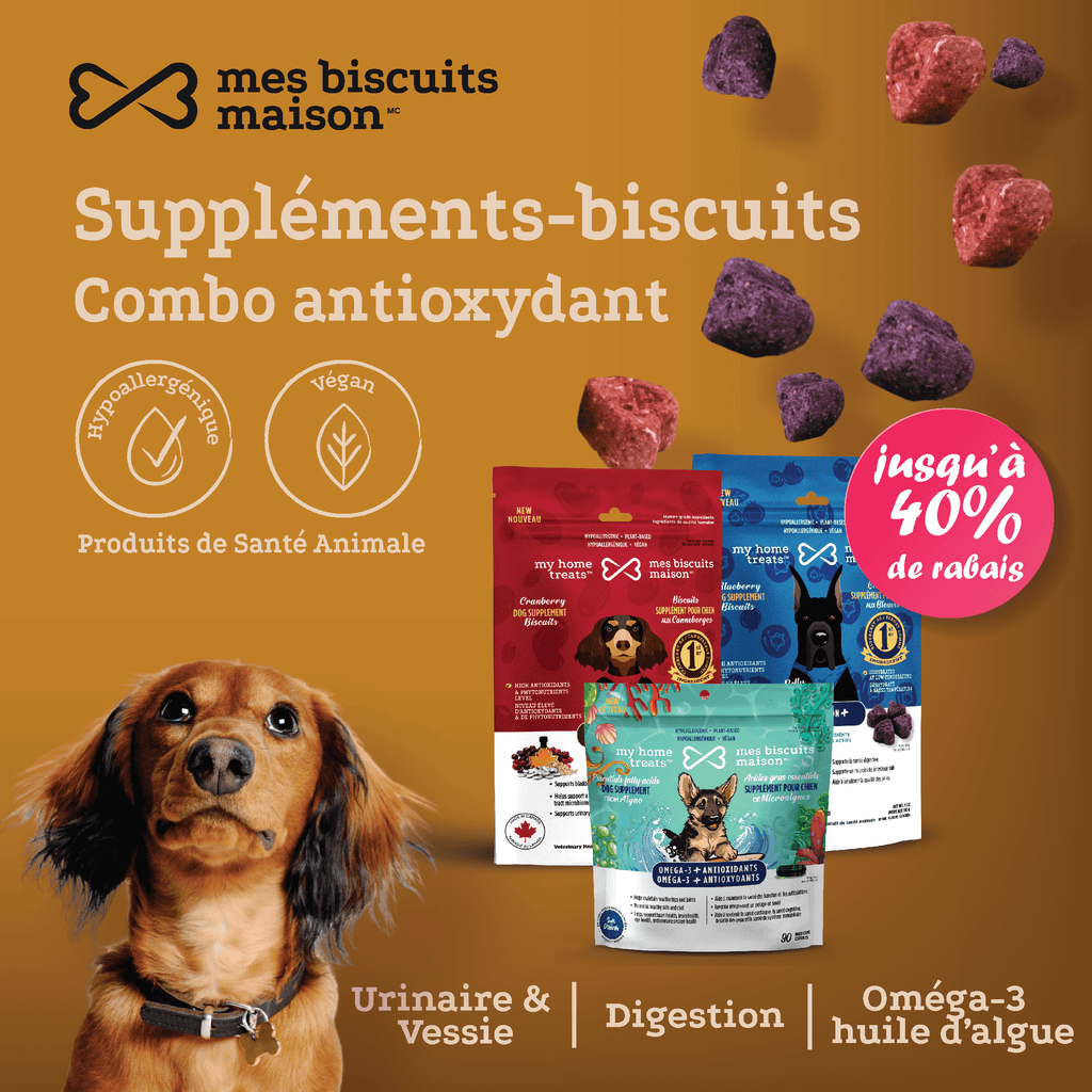 Image promotionnelle pour des friandises et suppléments hypoallergéniques riches en antioxydants pour chiens, mettant en vedette des collations rouges et violettes vibrantes pour chiens sur mesbiscuitsmaison.ca.