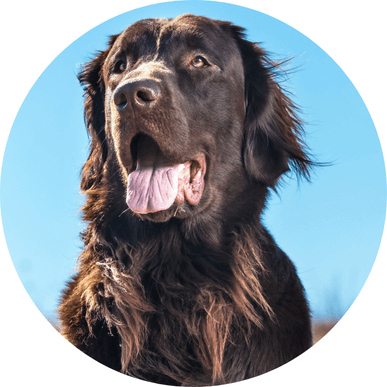 Picture of a dog with a great coat showing how hypoallergenic dog treats & supplements provide omega-3 antioxidants to support overall wellness, including skin nourishment and a shiny coat.