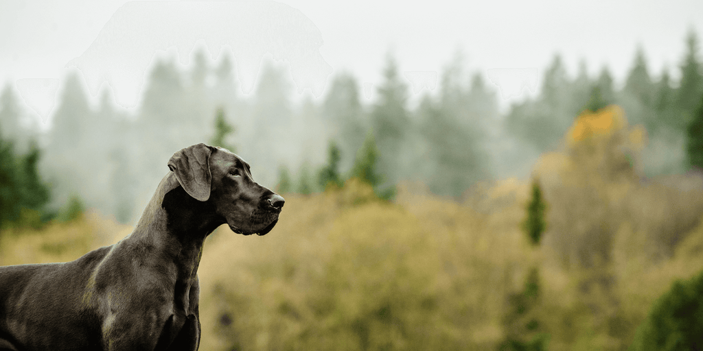 A Great Dane standing confidently in a misty forest, illustrating the impact of hypoallergenic dog treats & supplements on digestion and overall well-being.