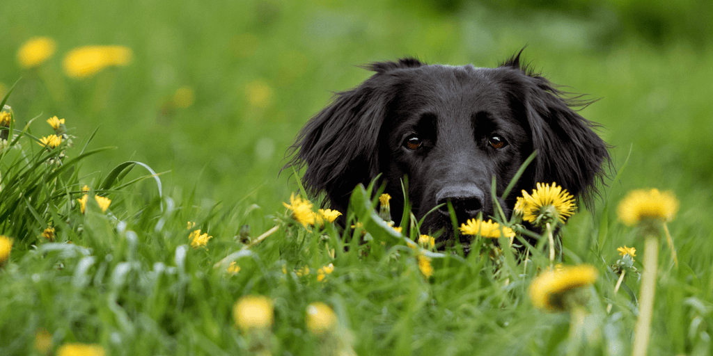 A black Labrador hiding playfully among dandelions in a sunny meadow, symbolizing focus and serenity achieved with hypoallergenic dog treats & supplements.