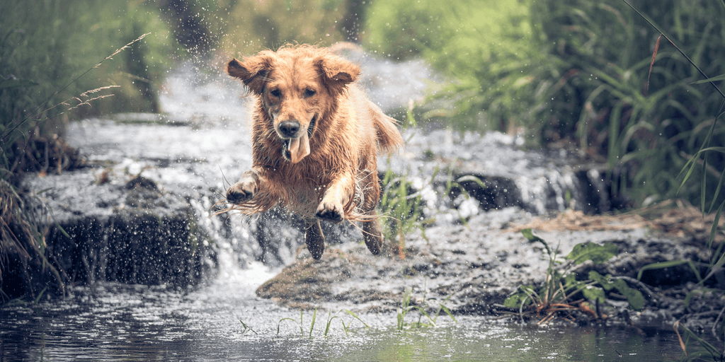 A wet golden retriever leaping joyfully through a forest creek, highlighting active joint support provided by hypoallergenic dog treats & supplements.