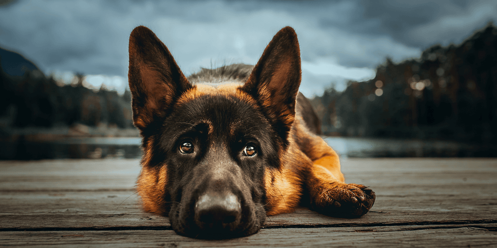 German Shepherd lying on a wooden dock with a scenic backdrop, promoting Omega-3 enriched hypoallergenic dog treats & supplements for healthy coats.