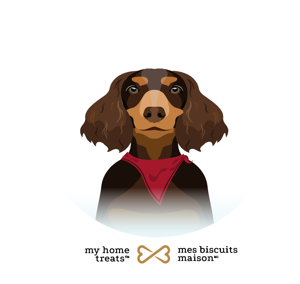 Illustration of a dachshund wearing a red bandana, representing the character Poppy for hypoallergenic dog treats & supplements by My Home Treats.