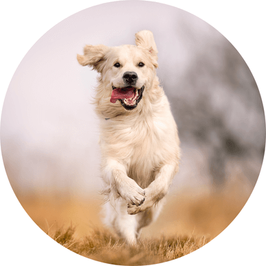 Image showcasing key benefits for joint health with hypoallergenic dog treats & supplements, featuring vibrant ingredients like turmeric and glucosamine.