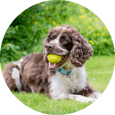 Image showcasing the serenity and focus benefits of hypoallergenic dog supplements for balanced canine behavior.