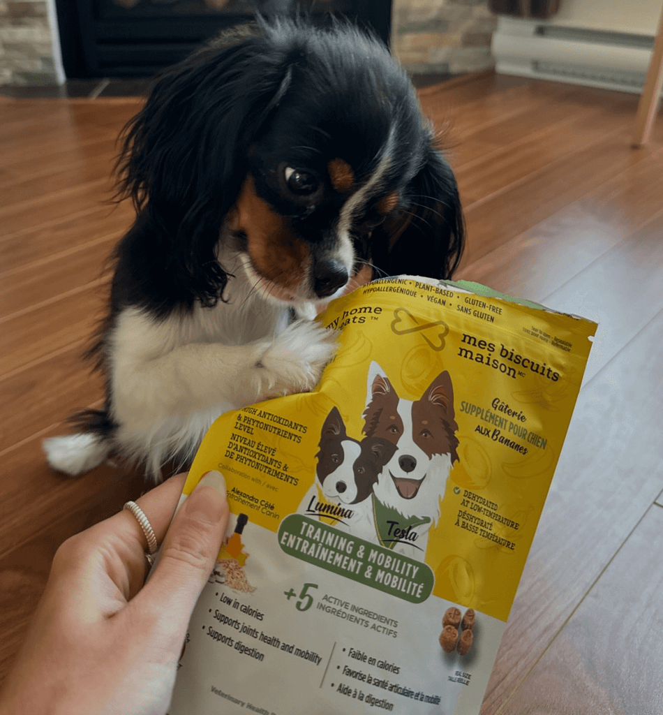 Homepage image of a Cavalier King Charles Spaniel enjoying hypoallergenic dog treats & supplements for mobility and training. Showcasing eco-friendly and functional packaging.