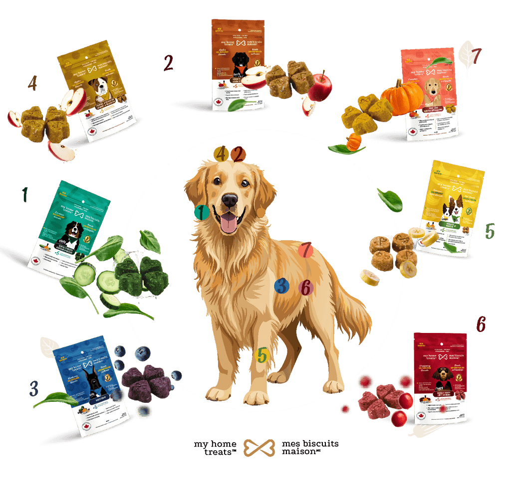 An infographic of a golden retriever with numbered annotations linked to different dog treats, representing how hypoallergenic dog treats & supplements target specific needs.