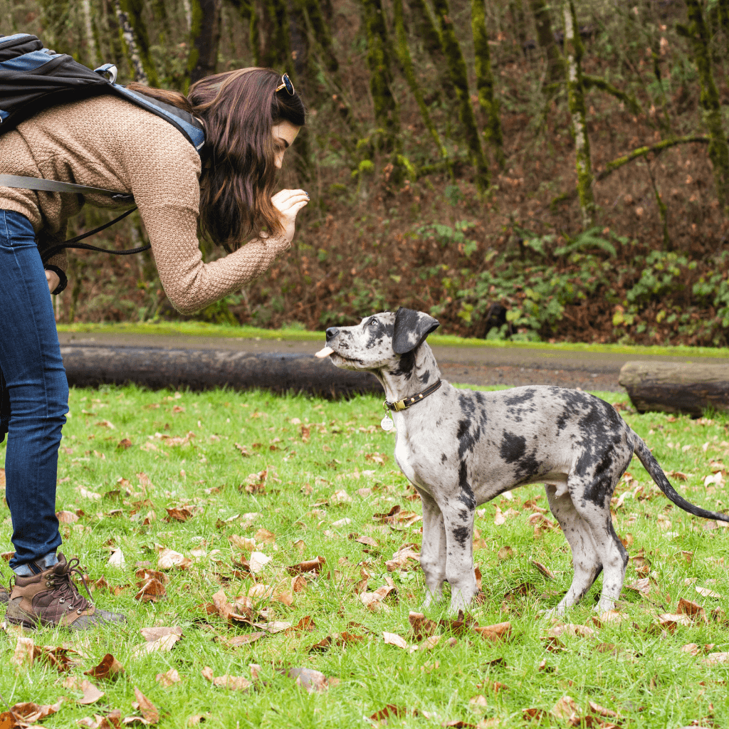 Usage instructions for hypoallergenic digestion-supporting dog treats, including recommended dosage for optimal results.