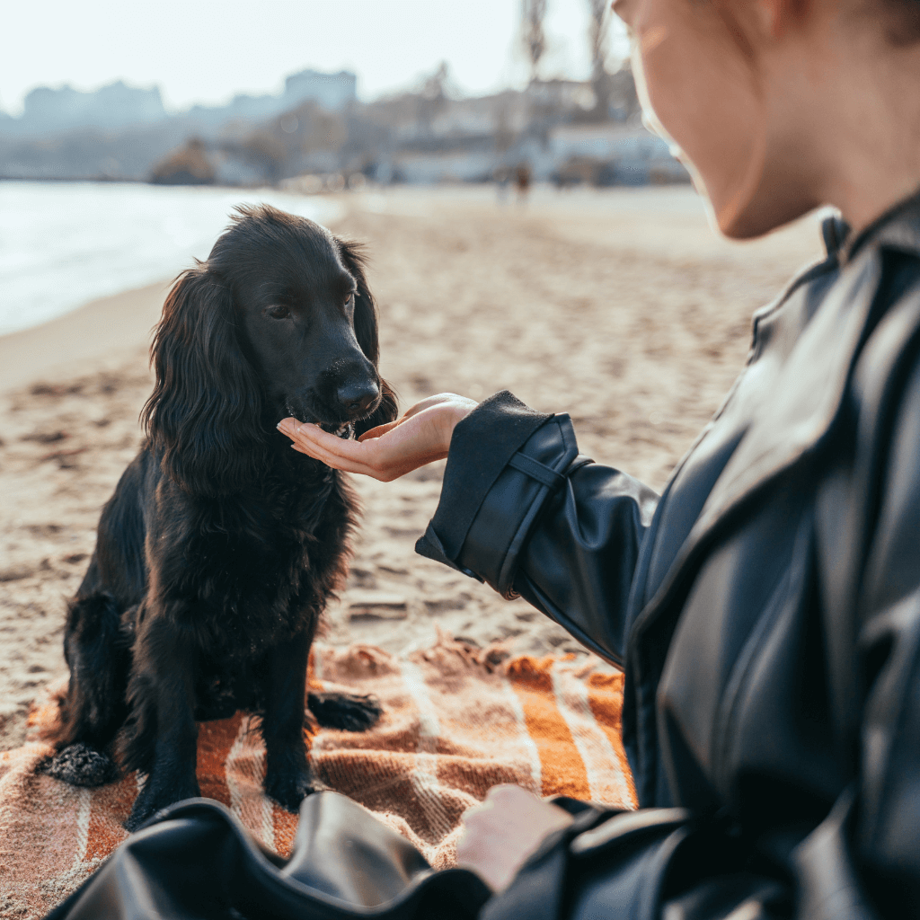 Guidelines for using serenity-boosting hypoallergenic dog supplements, highlighting dosage for stress relief and focus.