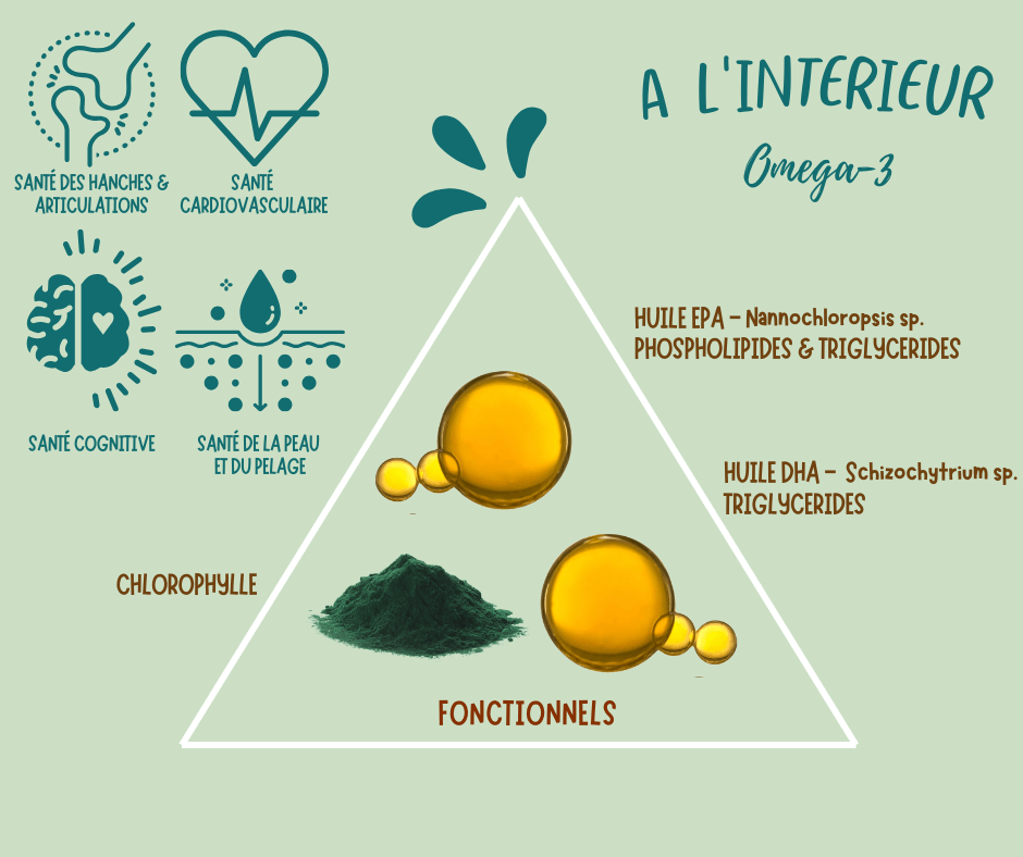 Une infographie pyramidale sur les compléments hypoallergéniques oméga-3 pour chiens. Comprend des huiles EPA et DHA pour la santé des articulations, de la peau et du système cardiovasculaire des chiens, fabriquées à partir de sources d'algues respectueuses de l'environnement.