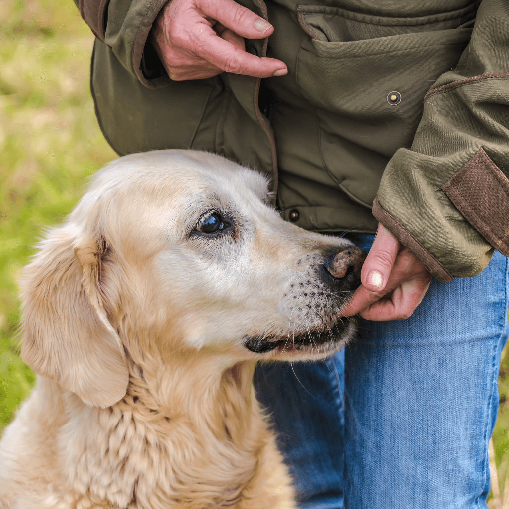 Instructions for using hypoallergenic dog supplements for joint care, highlighting proper dosage and benefits for mobility.