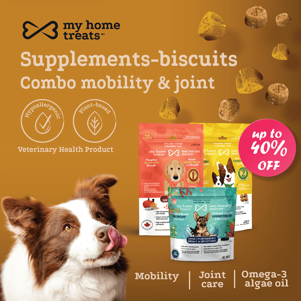 Feature image showcasing joint health dog supplements with pumpkin flavor, highlighting hypoallergenic dog treats & supplements on mesbiscuitsmaison.ca.