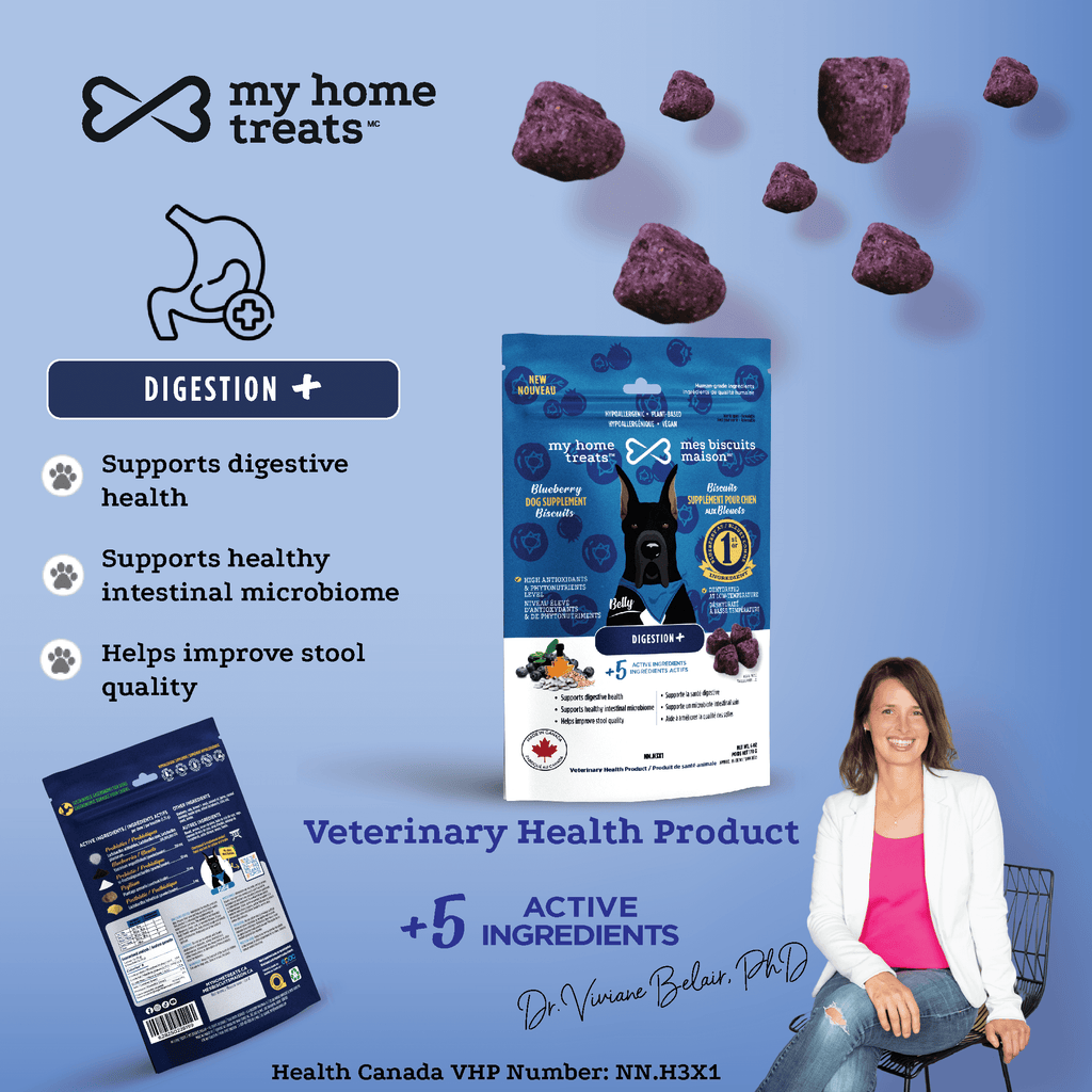 A promotional image for digestion-supporting hypoallergenic dog treats & supplements. Highlights blueberry-flavored treats with probiotics, prebiotics, and postbiotics for healthy stool quality and gut health in dogs.