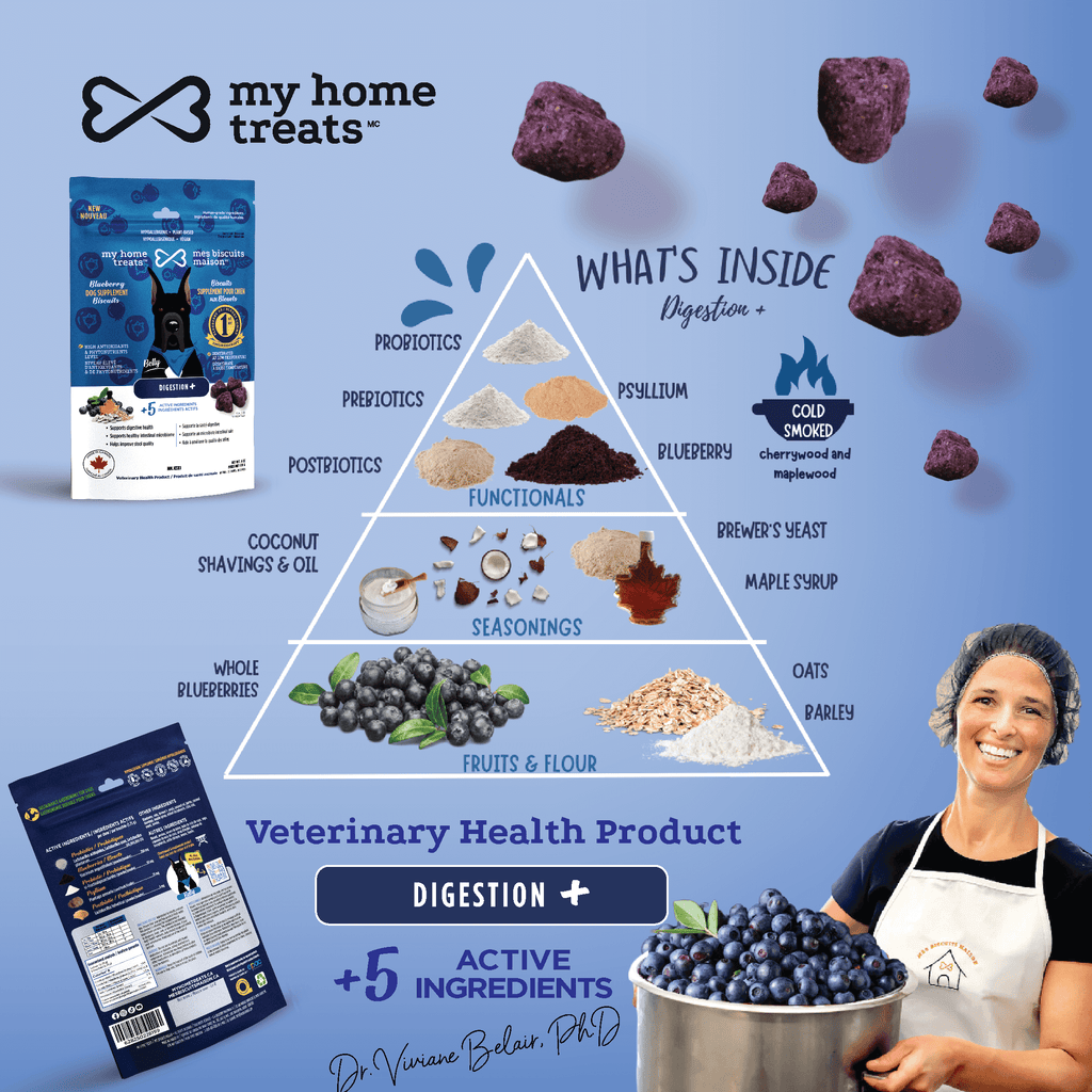 A pyramid breakdown of ingredients in digestion-enhancing hypoallergenic dog treats & supplements. Includes probiotics, blueberries, psyllium, and coconut oil combined with grains like oats and barley, crafted for optimal canine gut health.