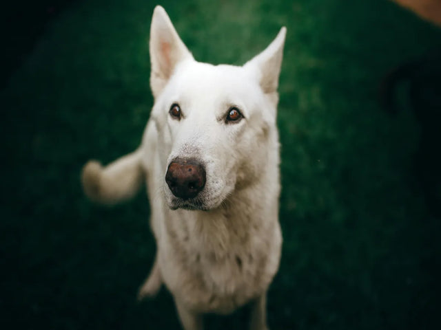Races de chien