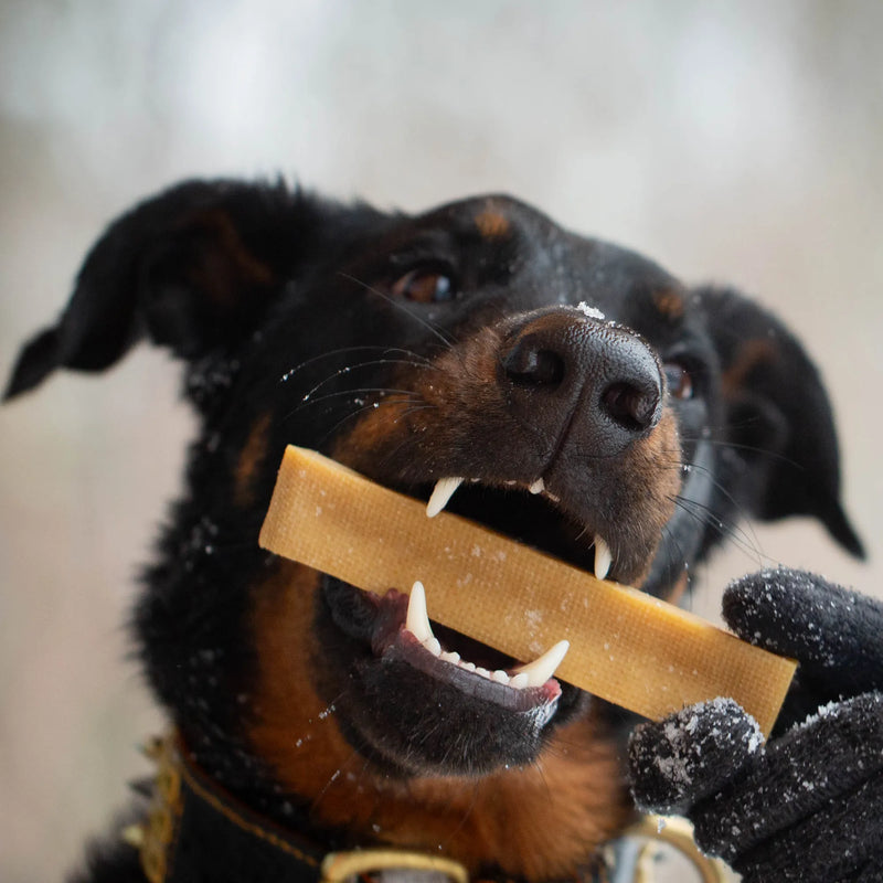 Beauceron tenant un bâton de fromage de yak Mes Biscuits Maison entre ses crocs